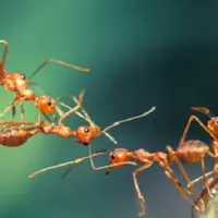 10 گونه از زیباترین و رنگارنگ ترین مورچه های جهان