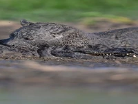 نبرد خونین جگوار و کایمن در گل‌ولای