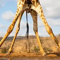 چرا زرافه‌ها پاهای بسیار بلندی دارند؟