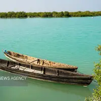 جنگل حرا سهیلی؛ شگفتی سبز قشم