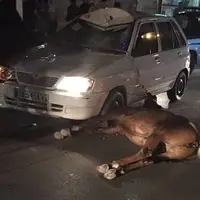 صحنه دلخراش برخورد خودرو با یک اسب رها شده در ورودی گناوه
