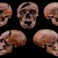 بررسی ژنتیکی، راز قتل دوک جوان را پس از ۷ قرن فاش کرد