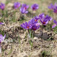 گیاهی که تابستان خواب‌است؛ طلای سرخی پنهان در دل زمین کم‌آب سمنان