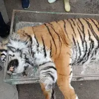 تلف شدن ببر «ونداد» در سافاری الیمالات؛ علت مرگ در دست بررسی