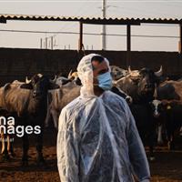 جهاد کشاورزی زنجان برای مقابله با سویه جدید تب برفکی هشدار داد