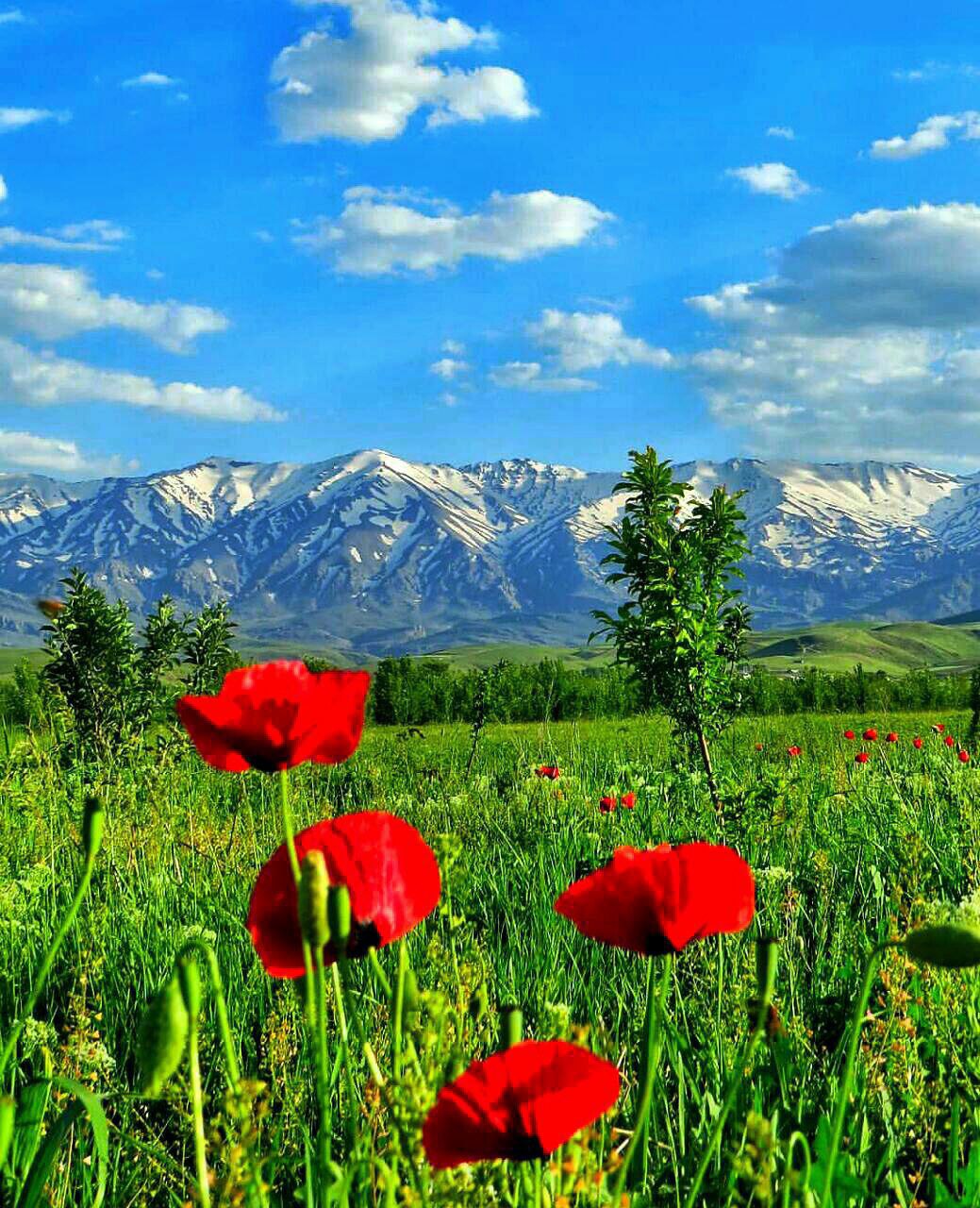 تصاویر دیدنی از طبیعت زیبای نهاوند 