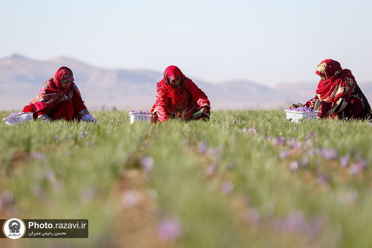 عکس/فصل برداشت طلای سرخ در شهرستان تربت حیدریه