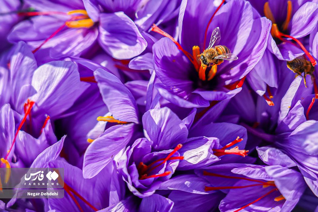  برداشت طلای سرخ در لرستان⠀