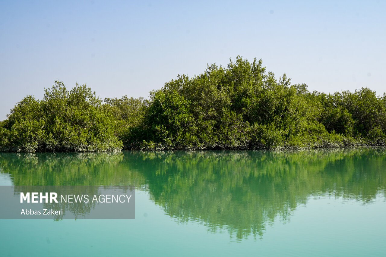 جنگل حرا سهیلی؛ شگفتی سبز قشم