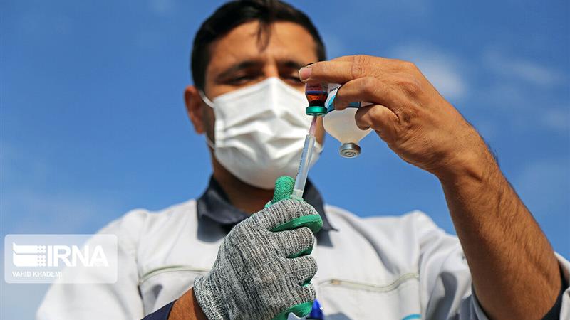 واکسیناسیون استان مرکزی برای مقابله با تب برفکی