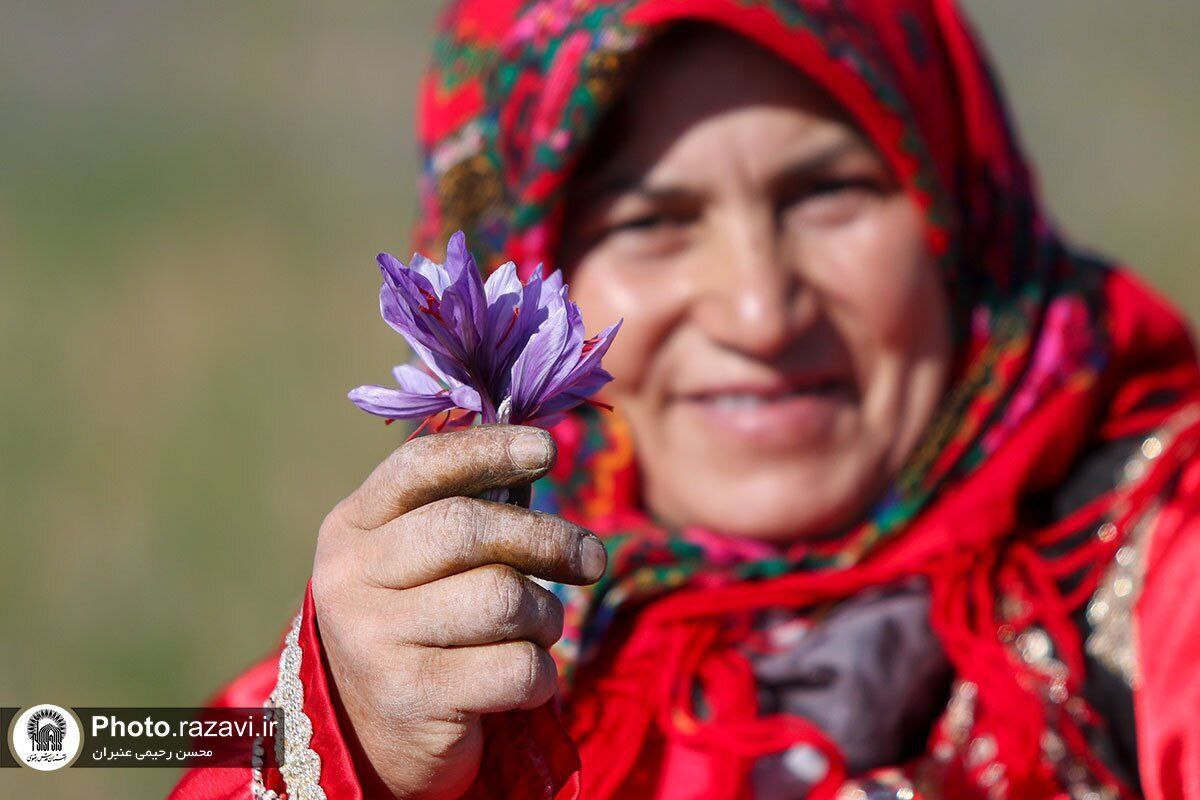 عکس/فصل برداشت طلای سرخ در شهرستان تربت حیدریه