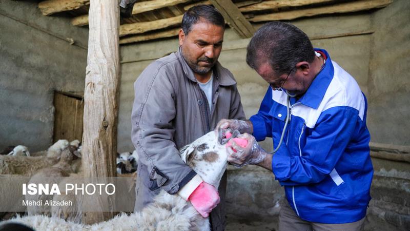 اجرای فاز نخست واکسیناسیون رایگان دام سبک و سنگین در سنندج