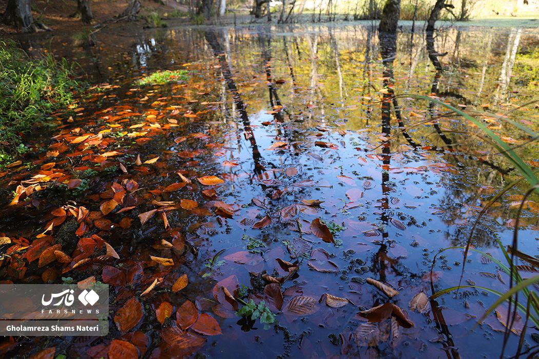  پاییز مُرداب دِریوک کلاردشت