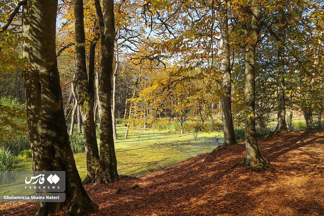  پاییز مُرداب دِریوک کلاردشت