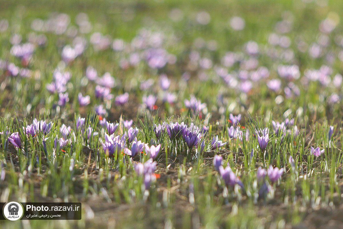 عکس/فصل برداشت طلای سرخ در شهرستان تربت حیدریه