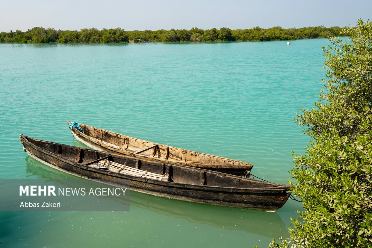 جنگل حرا سهیلی؛ شگفتی سبز قشم