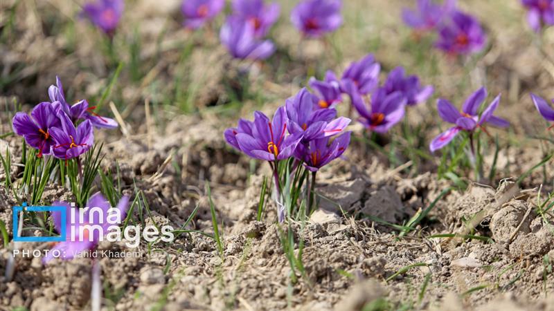 گیاهی که تابستان خواب‌است؛ طلای سرخی پنهان در دل زمین کم‌آب سمنان