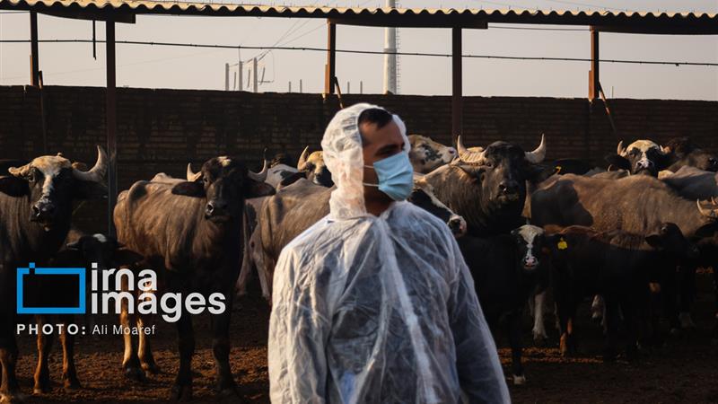 جهاد کشاورزی زنجان برای مقابله با سویه جدید تب برفکی هشدار داد