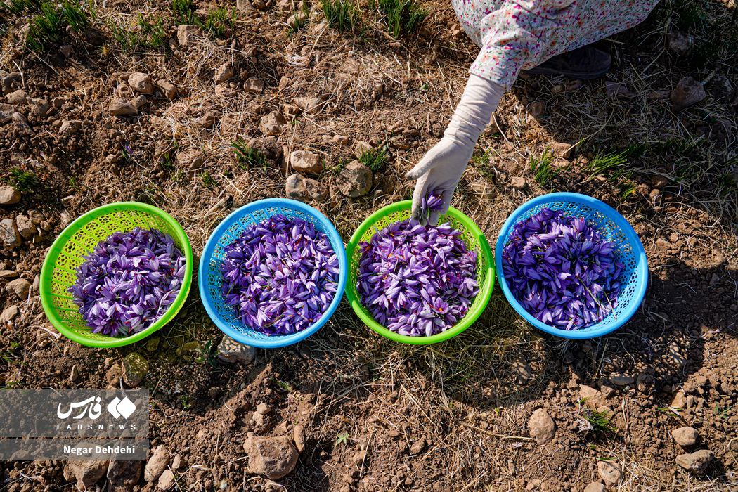  برداشت طلای سرخ در لرستان⠀