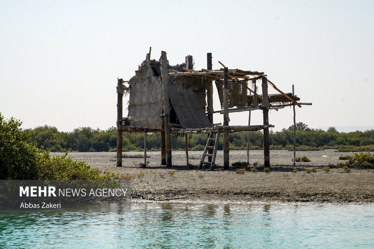 جنگل حرا سهیلی؛ شگفتی سبز قشم