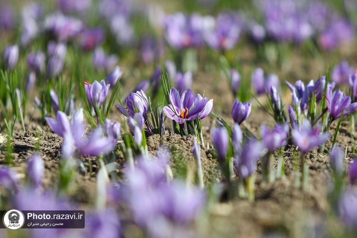 عکس/فصل برداشت طلای سرخ در شهرستان تربت حیدریه