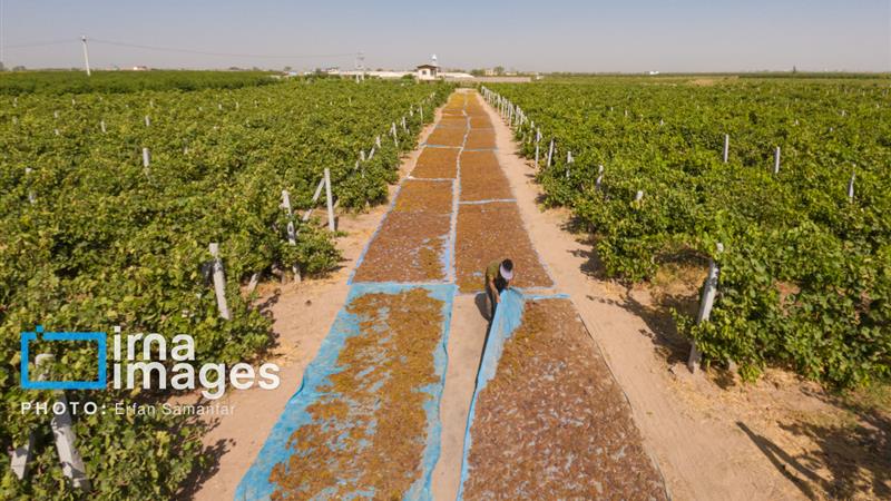 لبخند خاک به تاک