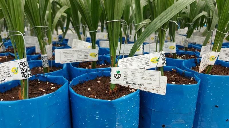 رشد ۲۳۲ هکتاری سطح زیر کشت مزارع تکثیر بذر حبوبات در کشور