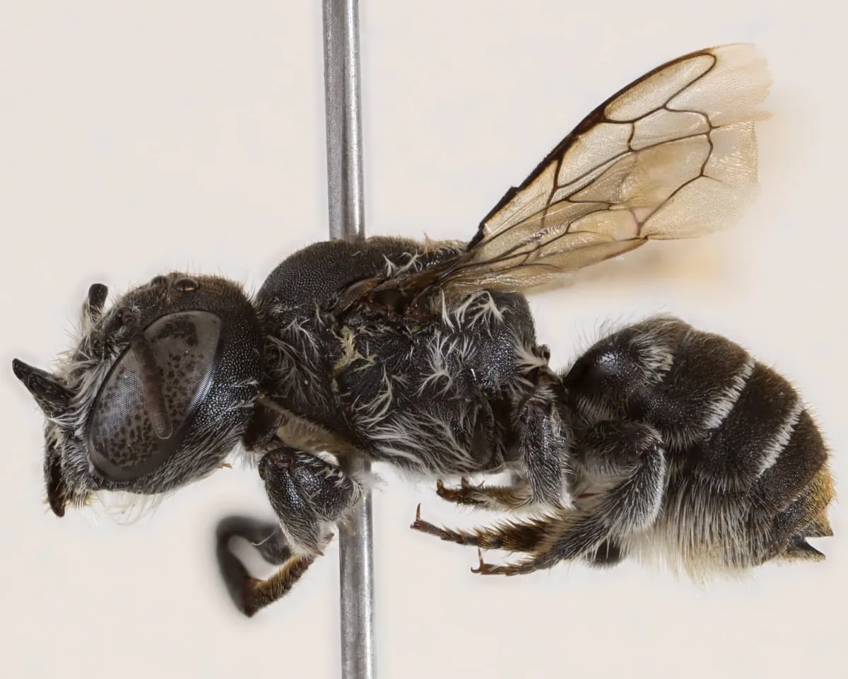 گوناگون/کشف زنبوری با شاخ های شیطانی در استرالیا