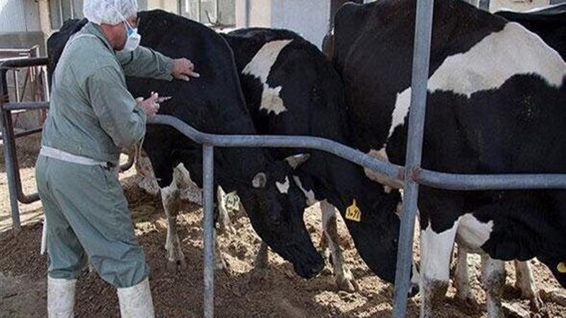 توصیه‌های دامپزشکی اردبیل برای پیشگیری از تب برفکی