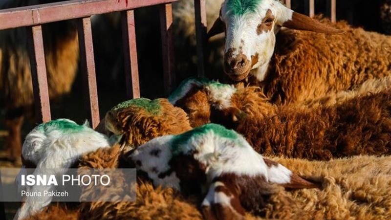 مدیرکل دامپزشکی استان: دامداران البرزی از جابجایی غیرمجاز دام خودداری کنند
