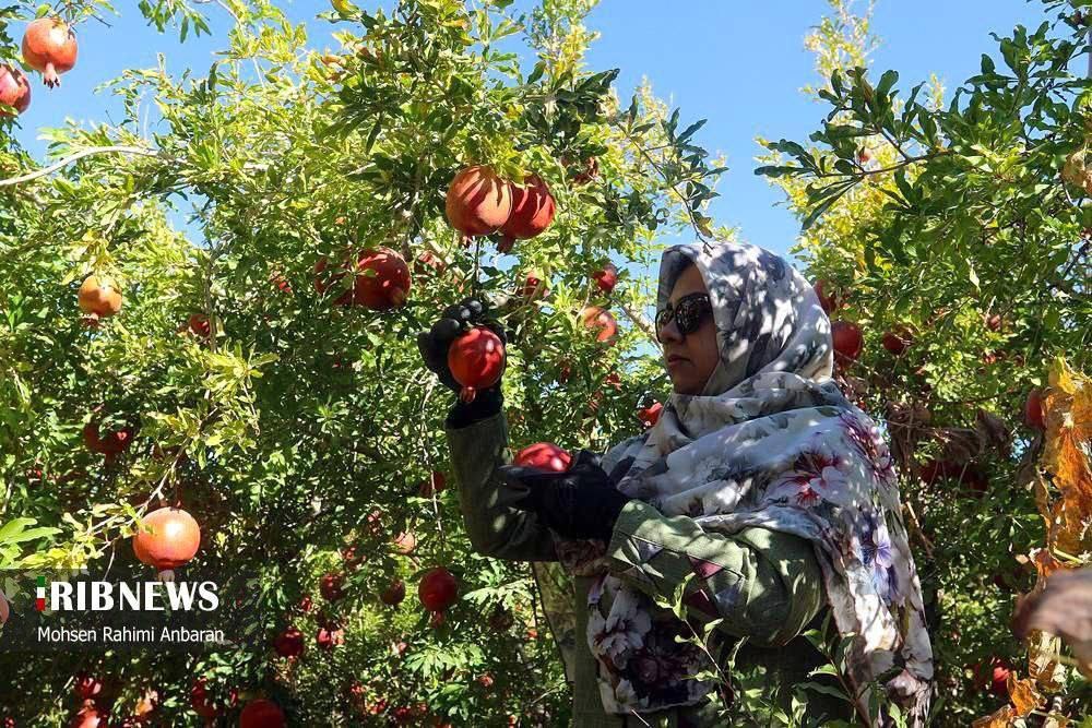 برداشت انار در باغات شهرستان بجستان