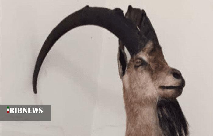 کشف تاکسیدرمی بز کوهی در خرم‌آباد