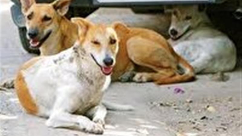 برخورد قانونی با ترک‌فعل در ساماندهی سگ‌های بلاصاحب مهریز