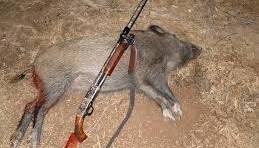 دستگیری شکارچی گراز وحشی در حمیدیه