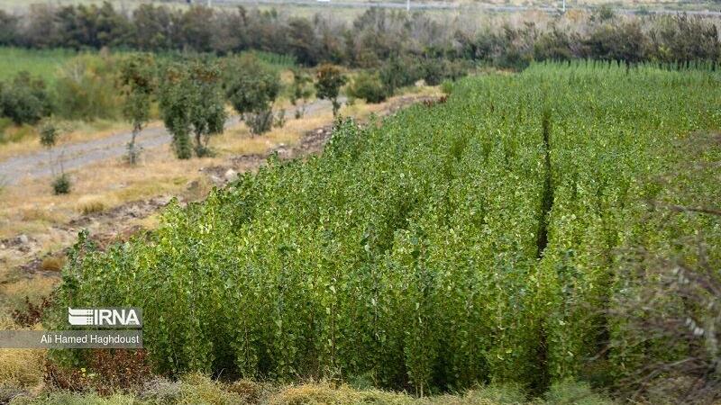 تلاش برای توسعه کمربند سبز در قلب کویر