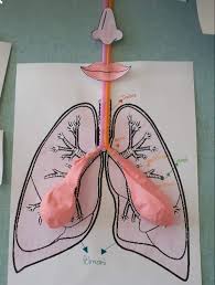 کاردستی سیستم تنفسی انسان 
