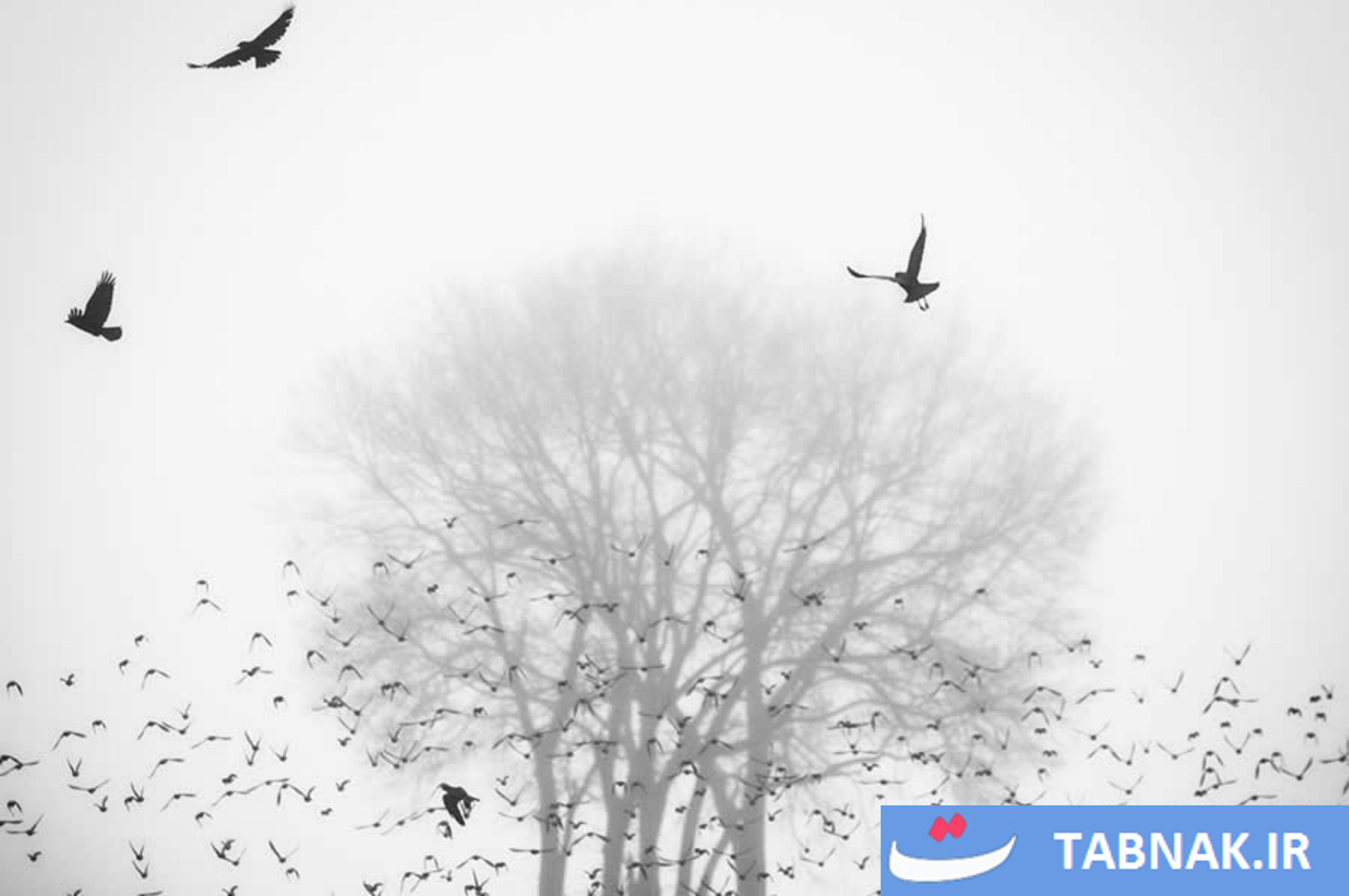 عکس/10 تصویرخارق‌العاده طبیعت، برنده جایزه جهانی عکاسی 2025