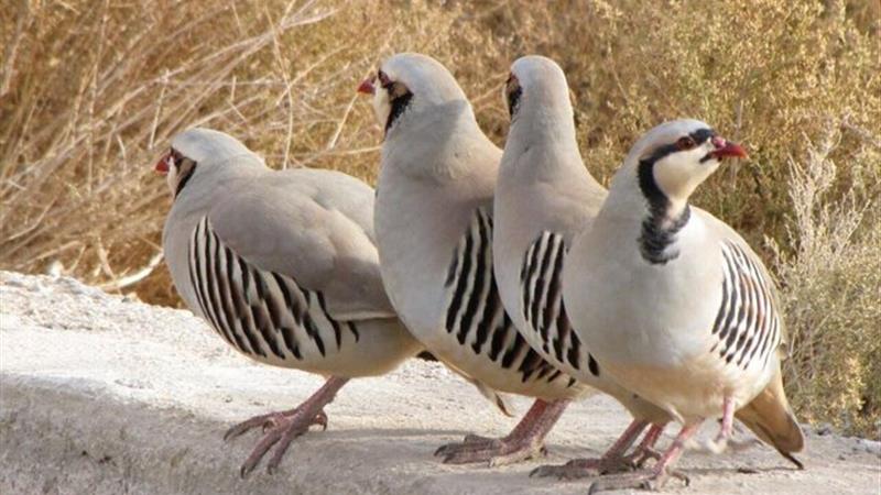 شکارچی کبک‌های نردین بازداشت شد