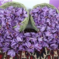 طلای سرخ امیدی نو برای کشاورزان خمین