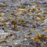 توسعه گردشگری کشاورزی در سمنان با تمرکز بر مراکز پرورش ماهی