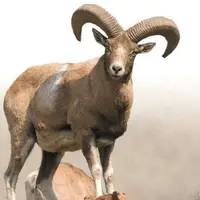 کشف سلاح و لاشه حیوانات وحشی از شکارچیان غیرمجاز در تربت‌حیدریه