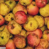 اختلال در سامانه گمرکی هزار تن سیب و موز را در معرض فساد قرار داد