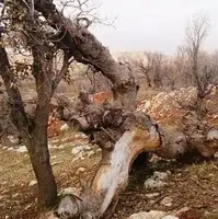 تخریب و قطع بی‌رویه درختان بلوط زاگرس