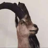 کشف تاکسیدرمی بز کوهی در خرم‌آباد