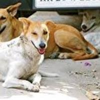 برخورد قانونی با ترک‌فعل در ساماندهی سگ‌های بلاصاحب مهریز