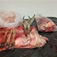 کشف لاشه آهوی نر شکار شده از شکارچی متخلف در  زنجان