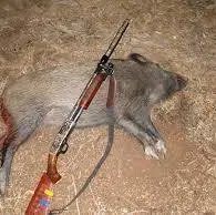 دستگیری شکارچی گراز وحشی در حمیدیه