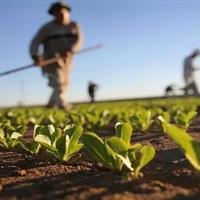 آغاز کشت ۴۸ هزار هکتاری محصولات اساسی در سیستان و بلوچستان