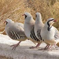 شکارچی کبک‌های نردین بازداشت شد