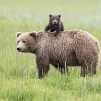 زیبایی خرس و توله اش